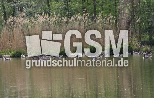 7-D-Graugans 009.jpg